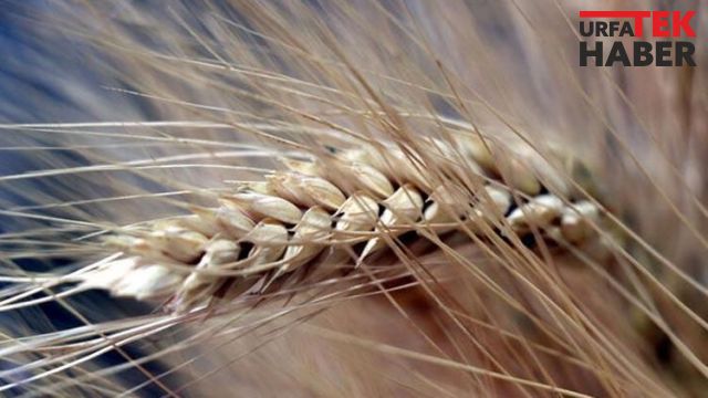 Bakanlık açıkladı: ‘Hububatta arz sıkıntısı yaşanmayacak’