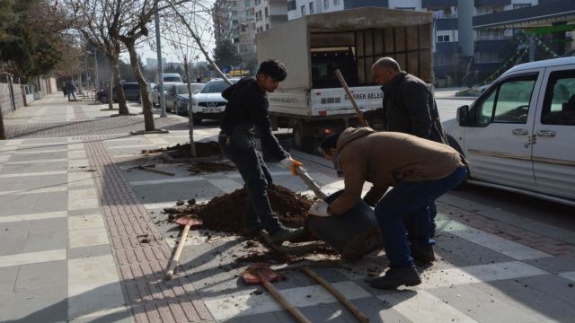 Siverek’te kaldırım ve refüjler ağaçlandırılıyor