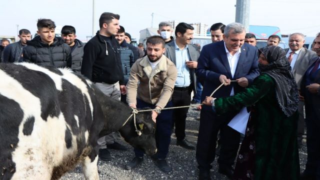 Urfa’da besicilere büyükbaş hayvan dağıtıldı