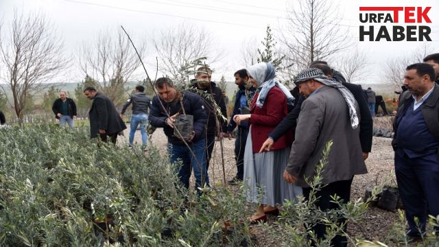 Siverek’te vatandaşlara binlerce fidan dağıtıldı