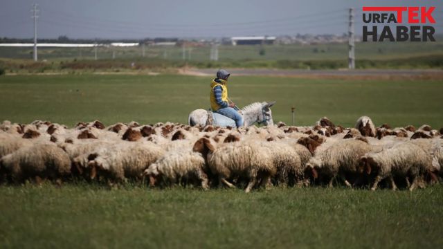 TİGEM’e çoban alınacak