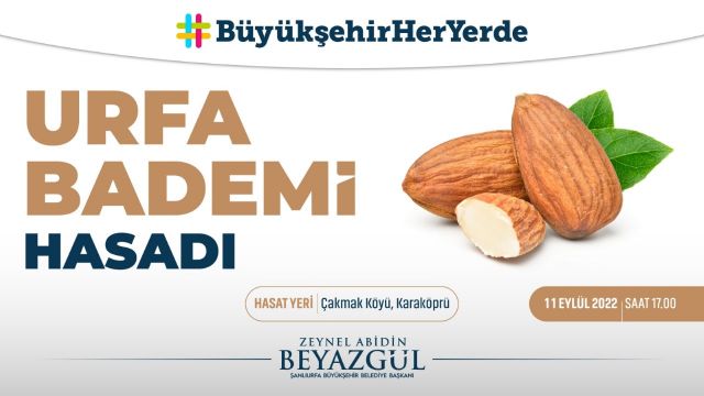 BÜYÜKŞEHİR’DEN TARLADA BADEM HASADI ETKİNLİĞİ