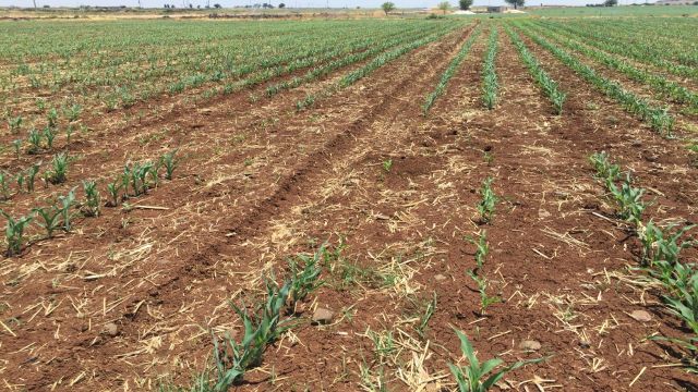 HARRAN ÜNİVERSİTESİNDE ORGANİK FARE İLACI GELİŞTİRME PROJESİ BAŞLADI