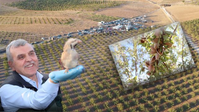 URFA’DA BADEM HASATI ETKİNLİĞİ DÜZENLENDİ