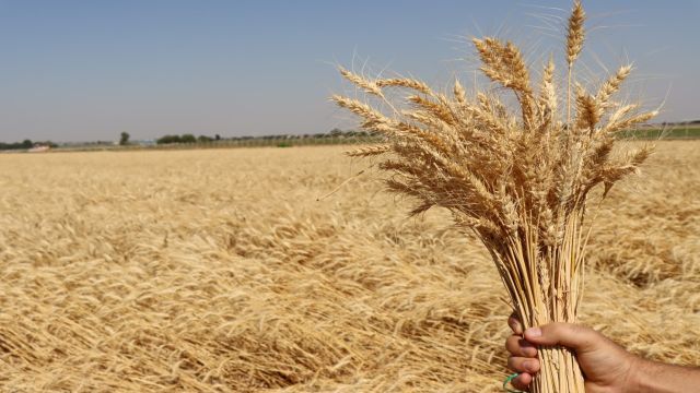 BÜYÜKŞEHİRİN EKTİĞİ BUĞDAYLAR HALK EKMEK FABRİKASINDA EKMEĞE DÖNÜŞECEK