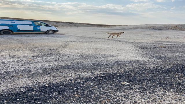 KÖPEKLER DAĞ BAŞINA BIRAKILDI