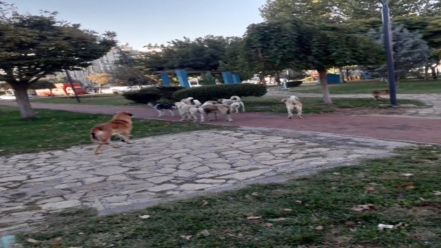 URFA'DA SOKAK KÖPEKLERİ TEHLİKE SAÇIYOR