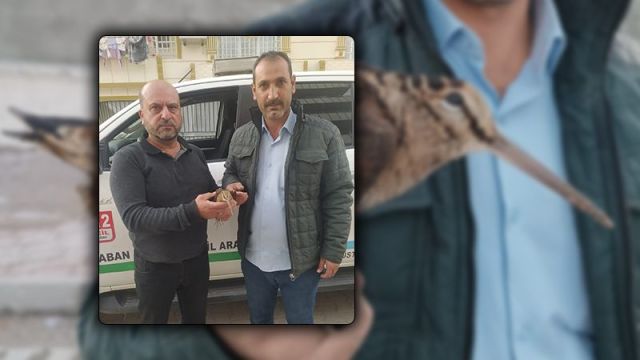 YARALI HALDE ÇULLUK KUŞU BULUNDU