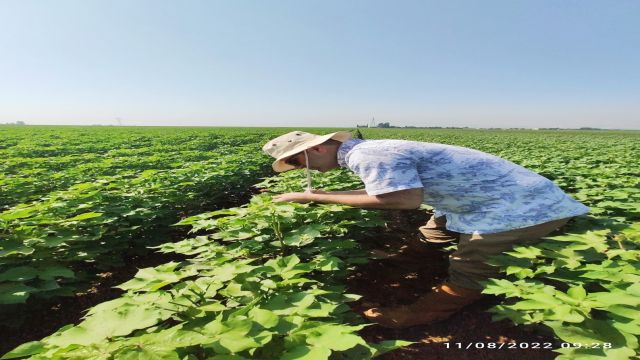 HARRAN ÜNİVERSİTESİ’NDE, PAMUKTA ZARARLI BÖCEKLERİ YAPAY ZEKÂ İLE TEŞHİS EDEBİLECEK PROJE GELİŞTİRİLDİ