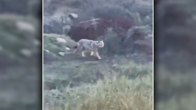 VİRANŞEHİR‘DE KORKU DOLU ANLAR YAŞANDI