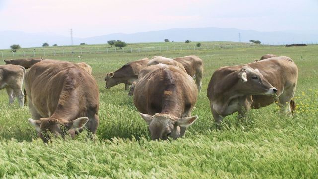 CEYLANPINAR TARIM İŞLETMESİNDE HAYVAN SATIŞI YAPILACAK