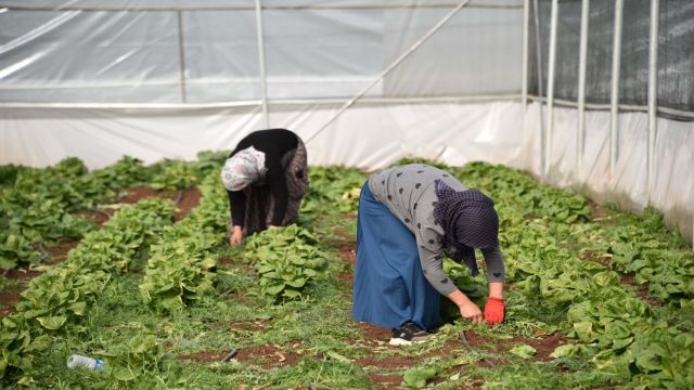 SİVEREK'TEKİ SERALARDA İLK ÜRÜNÜN HASADINA BAŞLANDI