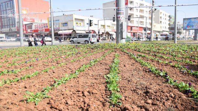 VİRANŞEHİR BELEDİYESİ, KAVŞAK VE REFÜJLERİ GÜL VE ÇİÇEKLERLE DONATIYOR