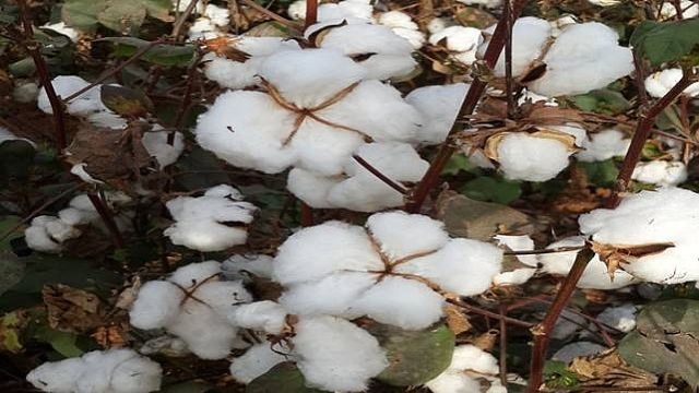 Fiyatlar açıklandı! Kütlü pamuk ne kadar oldu?