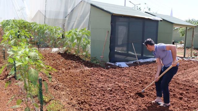 Urfa’da isot ekimine başlanıldı