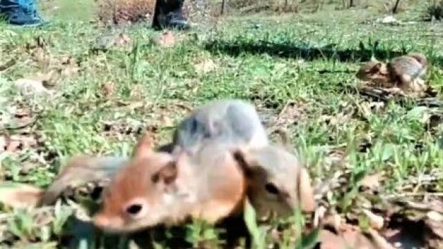 Yol kontrol noktasında ele geçirilmişti, yavru sincaplar yeniden doğaya salındı