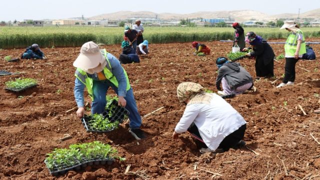 Ata tohumundan üretilen binlerce isot fidesi toprakla buluştu