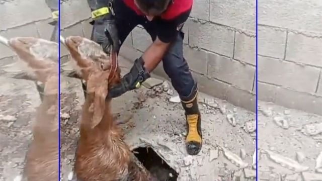 Atık giderine düşen keçiyi itfaiye kurtardı