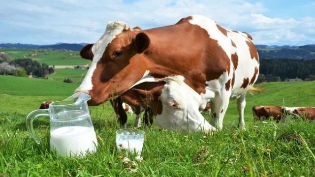 Çiğ süt üretimi azaldı