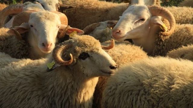 Deprem bölgelerine bedelsiz hayvan dağıtımı başladı