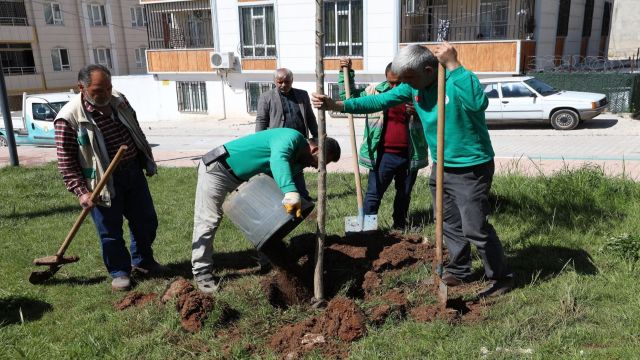 Haliliye Belediyesi parklarda ağaçlandırma çalışması yapıyor