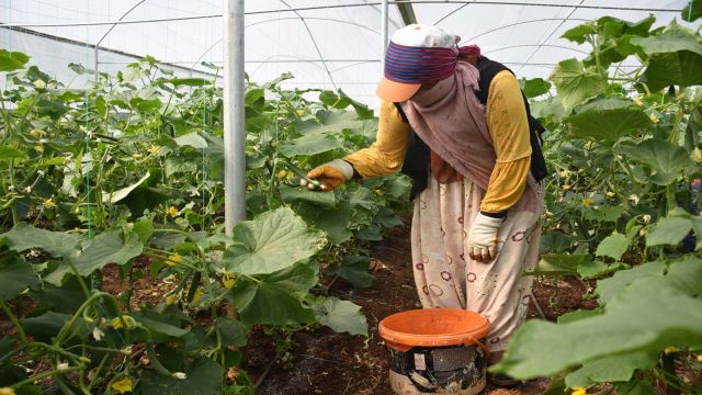 Siverek'teki seralarda ürün çeşitliliği artıyor