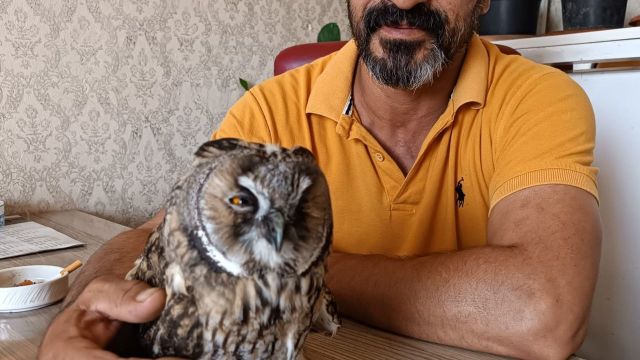 BİTKİN HALDE BULUNDU! ŞANLIURFA'DA TEDAVİ EDİLDİ!