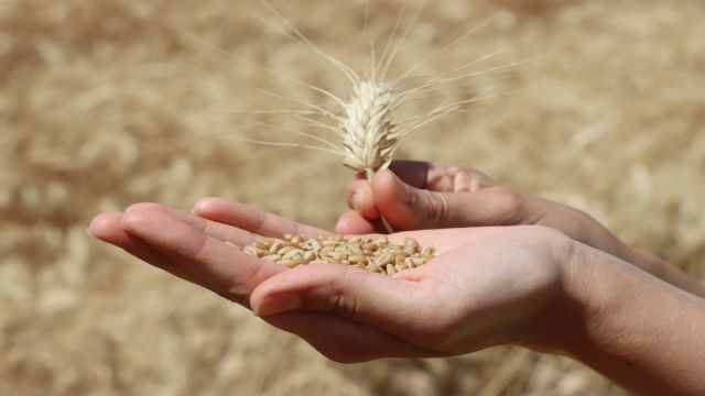 Buğday hasadı kurban kesilerek yapıldı