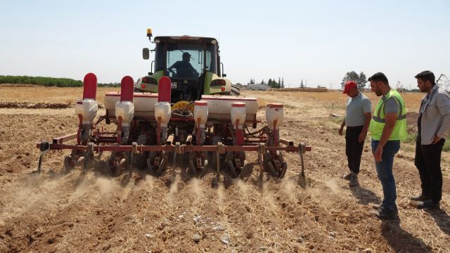 BÜYÜKŞEHİR BELEDİYESİ MISIR EKİMİNE BAŞLADI