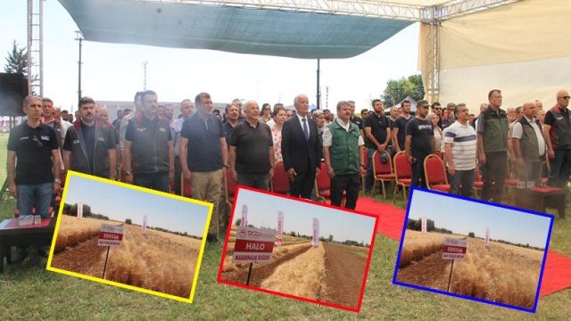 Şanlıurfa’da geliştirilen tohumlar görücüye çıktı