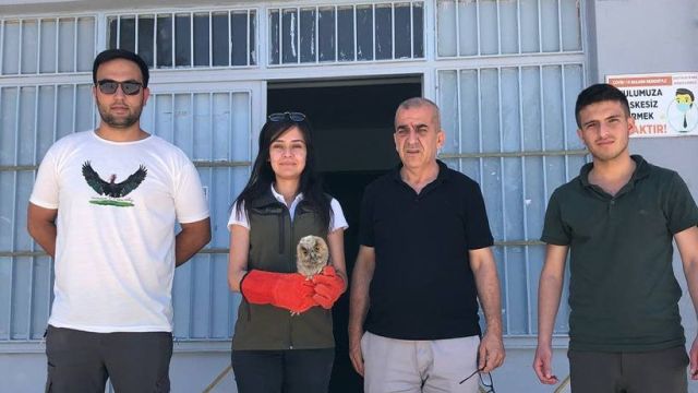 URFA’DA ÖĞRETMENLERİN BİTKİN HALDE BULDUĞU BAYKUŞ TEDAVİ ALTINA ALINDI